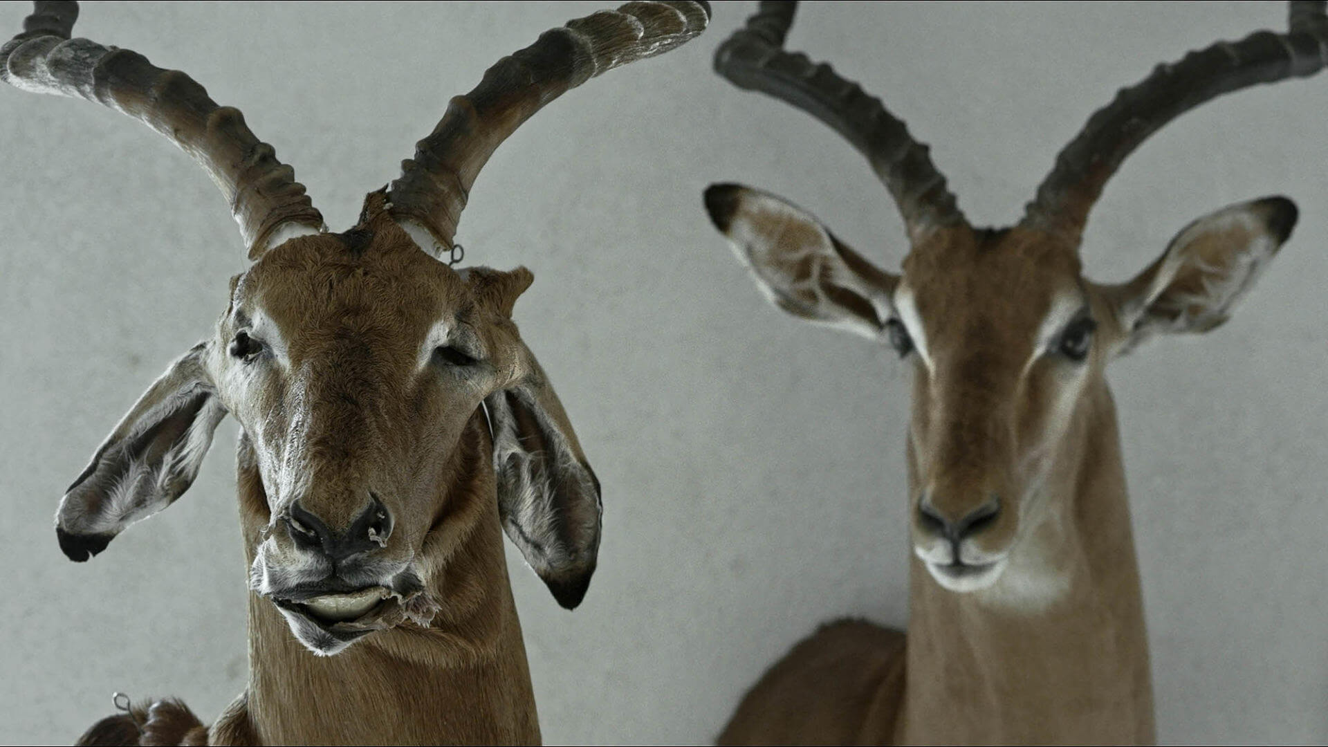 FESTIVALĮ „BALTIJOS BANGA“ JUODKRANTĖJE PRADĖS PO PASAULĮ KELIAUJANTIS A. ŽEGULYTĖS FILMAS „ANIMUS ANIMALIS (ISTORIJA APIE ŽMONES, ŽVĖRIS IR DAIKTUS)“